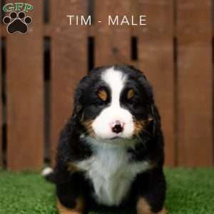 Tim, Bernese Mountain Dog Puppy